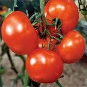 TM118 20 Rutgers Tomato 73 days. Solanum lycopersicum. Open Pollinated. Early maturing plant produces high yields of 6 to 12 oz bright red tomatoes. They are sweet and flavorful.