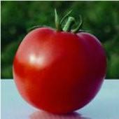 Good quality tomato used for commercial production. Excellent choice for home gardens, market growers, and open field production. A variety from Italy. Disease Resistant: VF. Indeterminate.