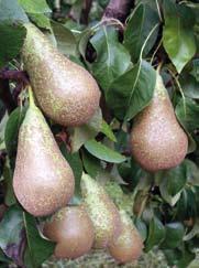 GUIDE of the Best Fruits and Vegetables La Rioja 130 PDO Peras de Rincón de Soto Protected Designation of Origin (PDO) Pera de Rincón de Soto pears are green, large and intensely flavoured, with a