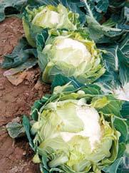 GUIDE of the Best Fruits and Vegetables La Rioja 132 Coliflor de Calahorra cauliflower Protected Geographical Indication (PGI) The fertile lands watered by the rivers Ebro and Cidacos, the local