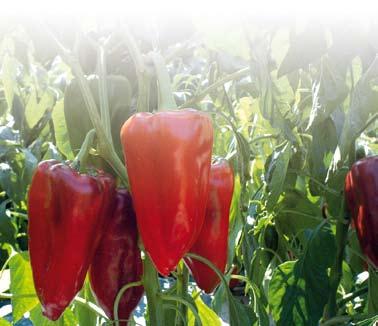 La Rioja GUIDE of the Best Fruits and Vegetables 134 Pimiento Riojano peppers Protected Geographical Indication (PGI) One of the most traditional vegetables of the Rioja market garden and its table