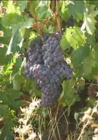 Direct (production) hybrids with dark black grapes ripen early. Diversity that mixed in small quantity with other grape varieties to impart red color to the wine.