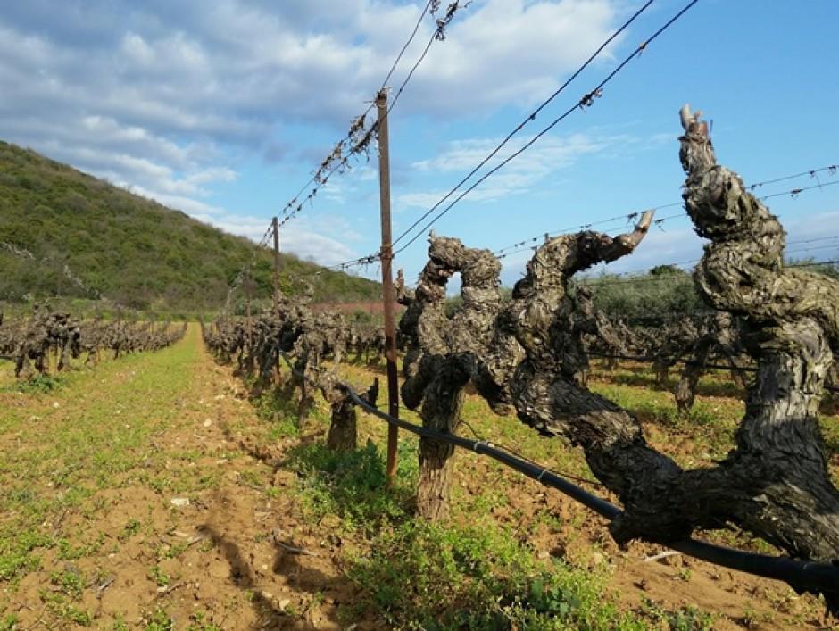 single vineyard Naoussa