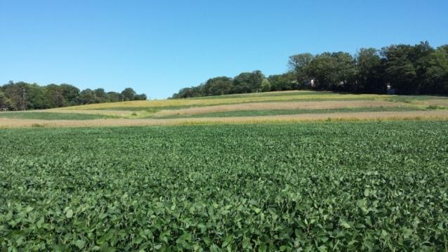 crop (soybean) Orchard