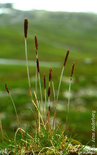 Family: Graminae Common Name: Spiked Trisetum, Narrow False-oat Trisetum spicatum Inflorescence,
