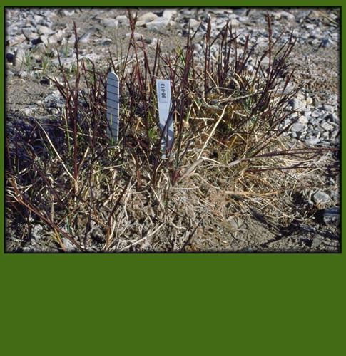 Common Name: Polar Grass Arctagrostis latifolia Loose inflorescence (panicle) with