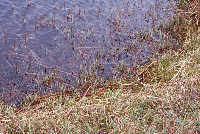 fulva Aquatic grass, often