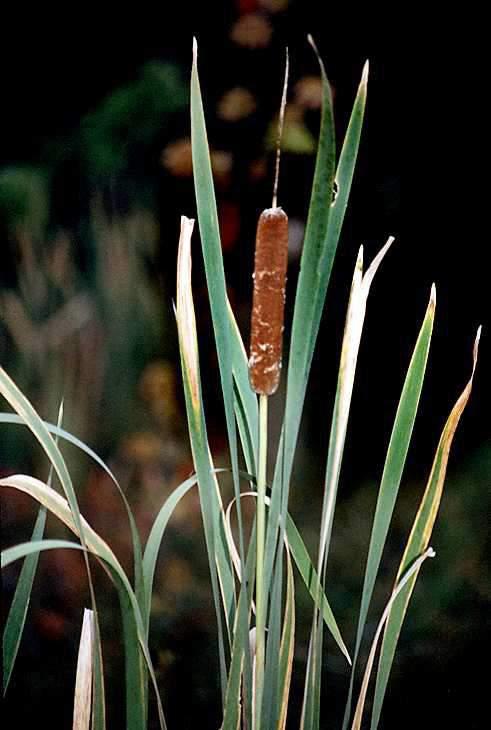 Our two species of cattails: the narrowleaved cattail apparently moved in from the east coast and is more tolerant of salt and disturbed areas.