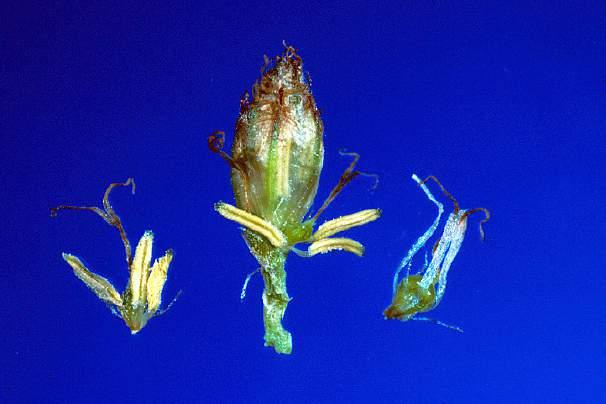 Florets are bisexual with 3 stamens, 3 fused carpels, 6 perianth bristles,