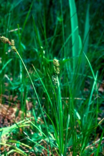**Cyperaceae - sedge family! Carex (sedge) is a large, complex, and difficult to key out genus.