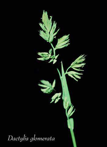 with more than one grain forming floret; Spikelets not
