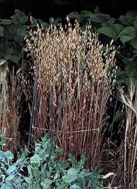 Poaceae - grass