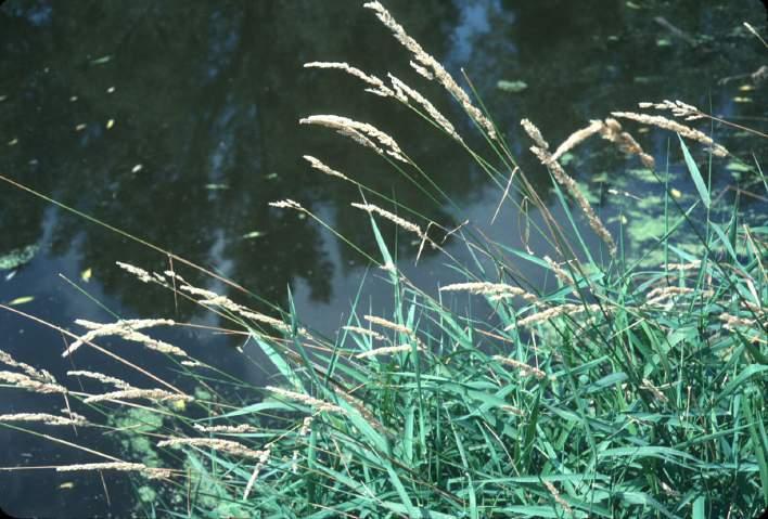 arundinacea Reed canary grass
