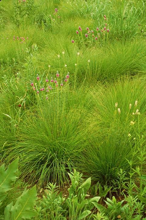 Poaceae - grass