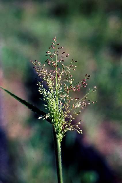 Poaceae - grass family!