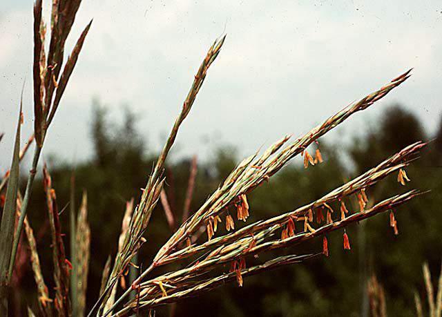 floret forming grain) Tribe Andropogoneae