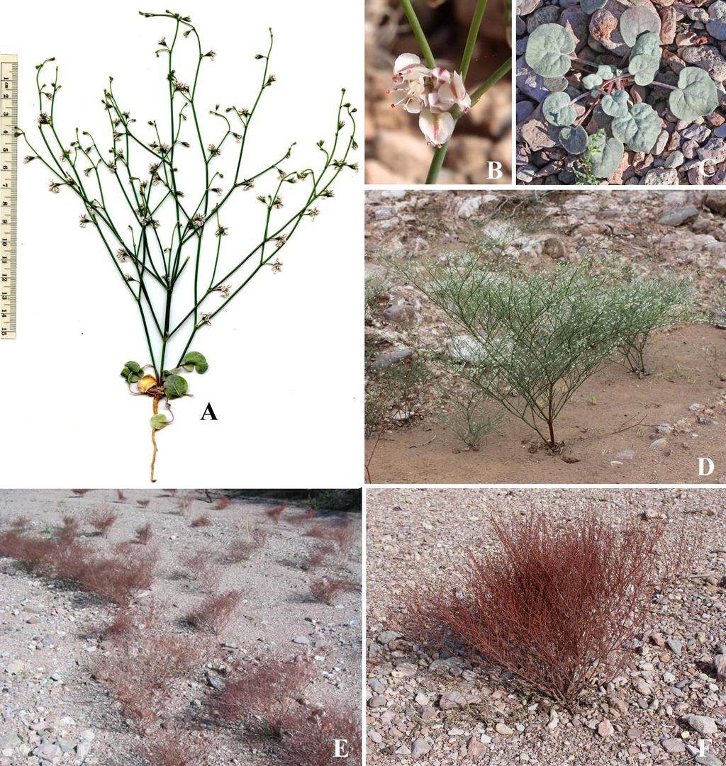 Felger & Rutman: SW Arizona Flora, Polygalaceae to Simmondsiaceae 13 Figure 7. Eriogonum deflexum var. deflexum. (A) Acuña Valley, 15 Mar 2015.