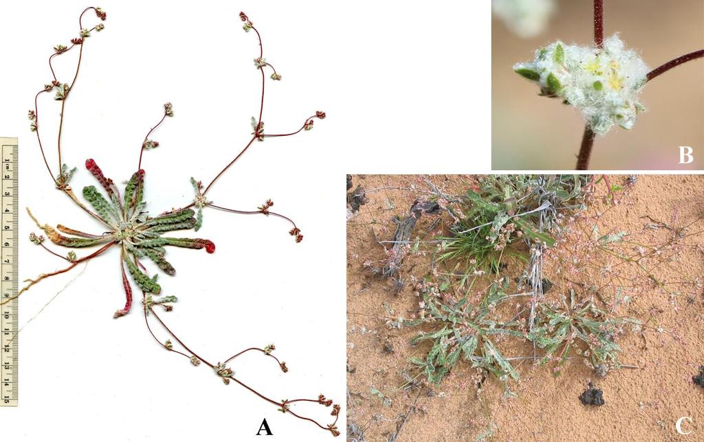 Felger & Rutman: SW Arizona Flora, Polygalaceae to Simmondsiaceae 22 392. CP: Dunes, 6 mi W of O Neill s Grave, 13 Mar 1983, Eiber 27.