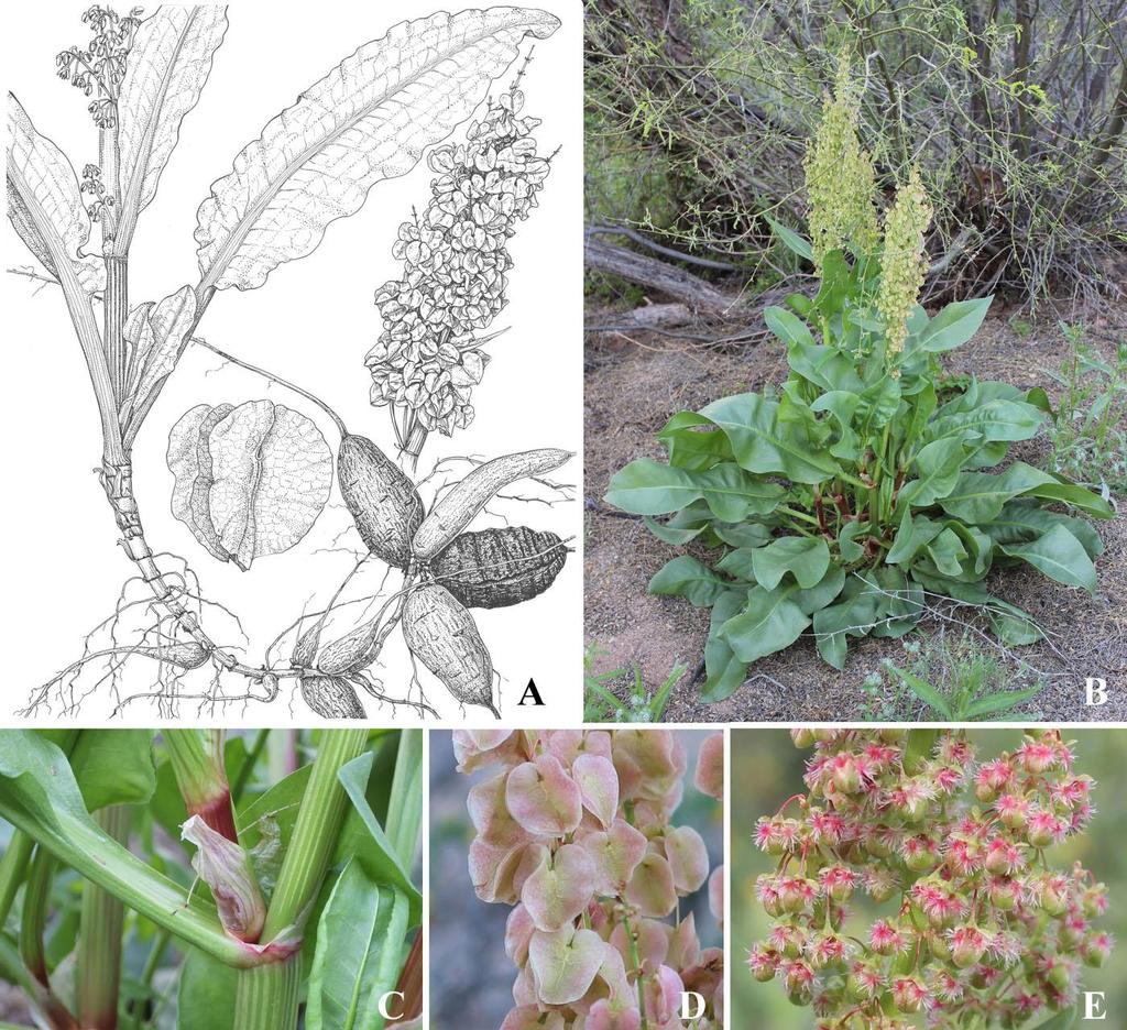 Felger & Rutman: SW Arizona Flora, Polygalaceae to Simmondsiaceae 25 Figure 17. Rumex hymenosepalus. (A) By Lucretia Breazeale Hamilton.