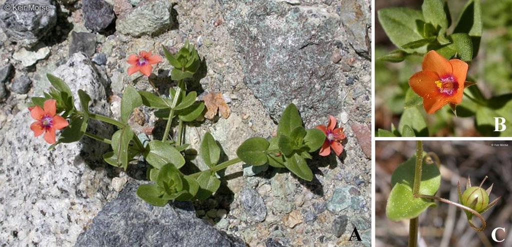 Felger & Rutman: SW Arizona Flora, Polygalaceae to Simmondsiaceae 31 PRIMULACEAE Primrose Family Worldwide; annuals, herbaceous perennials, shrubs, and trees; 58 genera, 2590 species.