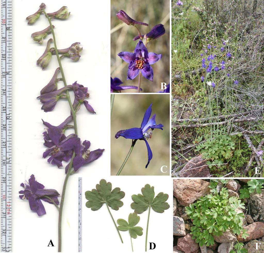 Felger & Rutman: SW Arizona Flora, Polygalaceae to Simmondsiaceae 36 Figure 26. Delphinium scaposum. Bull Pasture Trail: (A & D) 7 Mar 2014; (E) 18 Mar 2005; (F) 23 Feb 2009.