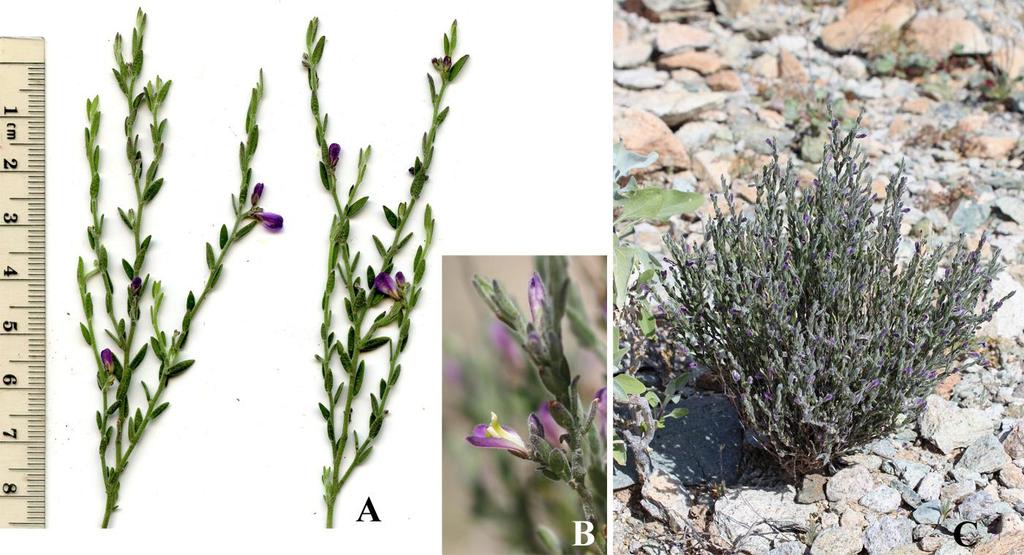 Felger & Rutman: SW Arizona Flora, Polygalaceae to Simmondsiaceae 5 Figure 2. Polygala macradenia. (A) Gunsight Hills near E boundary of ORPI, 11 Mar 2015.