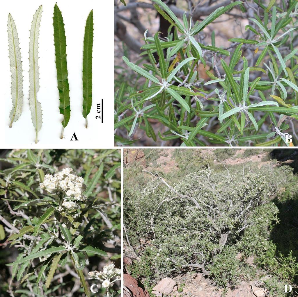 Felger & Rutman: SW Arizona Flora, Polygalaceae to Simmondsiaceae 50 Figure 36. Vauquelinia californica subsp. sonorensis. (A) Alamo Canyon, 13 Mar 2005. (B) Estes Canyon, 14 Aug 2013.