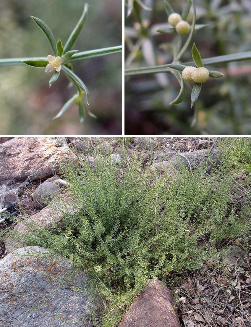 Felger & Rutman: SW Arizona Flora, Polygalaceae to Simmondsiaceae 52 Recorded in the Ajo, Bates, and Diablo mountains, especially at higher elevations, canyons, and north-facing slopes.