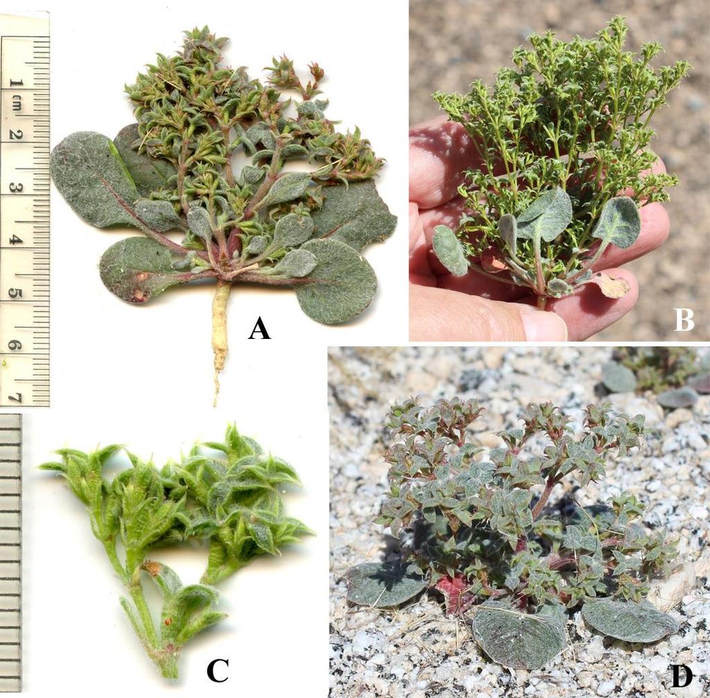 Felger & Rutman: SW Arizona Flora, Polygalaceae to Simmondsiaceae 8 Chorizanthe corrugata (Torrey) Torrey & A. Gray Wrinkled spine-flower. Figure 4. Plants (1.