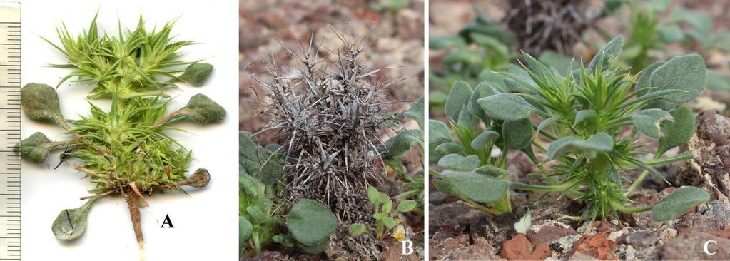 Felger & Rutman: SW Arizona Flora, Polygalaceae to Simmondsiaceae 9 Widely scattered in washes, sand flats, bajadas, and low rocky hills in the central portion Cabeza Prieta and a few records from