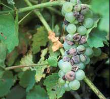 htm for good chart on growth stages Hail Damage Tom Zabadal, Michigan State Hail damage to grapevines can range from occasional tears in leaf blades to defoliation. Shoots and petioles become scarred.