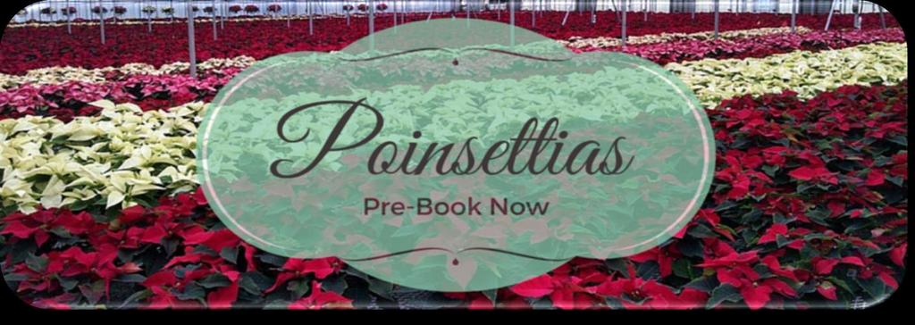 New Poinsettia Varieties for 2016 Princettia Hot Pink: Princettia is a new style of