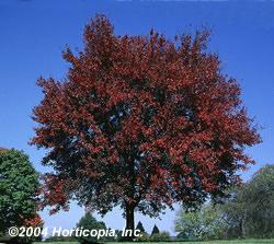 soil. Red Maple (Autumn Flame) Acer rubrum 45-55 35-45 Broad, oval shape; red leaf in fall;