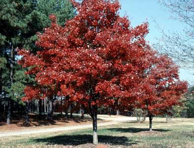 Red Maple (October Glory) Acer rubrum 50-60 40-50 Medium to Fast Growth Rate Uniform growth; great