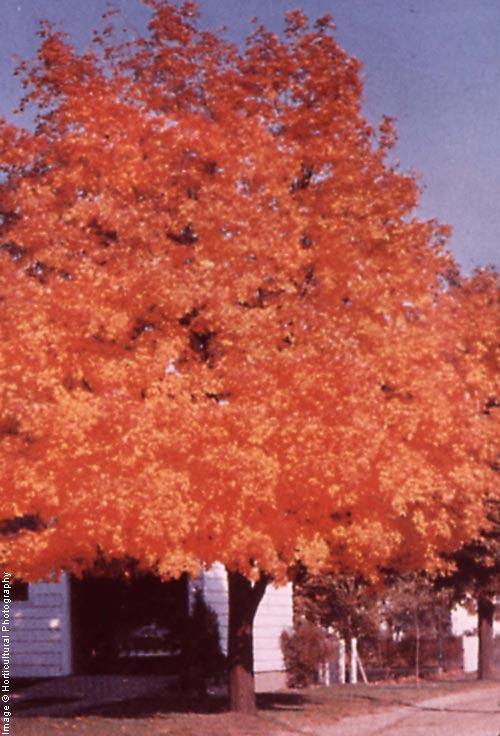 saccharum 60-70 40-60 Slow to medium Ornamental Shade; dense foliage; great fall color Avoid