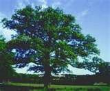Oak (English) Quercus robur Oak (Northern Pin) Quercus ellipsoidalis 50-80 40-70 Slow to moderate 50-60 50 Broadly ovate to