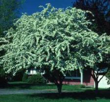 Hawthorn (Lavalle) Crataegus lavallei 20-30 10-25 Flowering, Ornamental Suited for urban conditions Street and