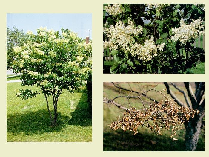 Japanese Tree Lilac Syringa reticulata 20-30 15-20 Medium Oval shaped small tree; clusters of small,