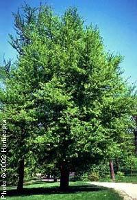 These trees are approved for unrestricted planting PICTURE SPECIES GROWTH ADVANTAGES USE AND