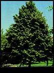 Linden (Glenleven Littleleaf) Tilia cordata 50-70 35-50 Fast growing Conical, symmetrical, dark green foliage.