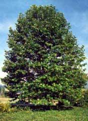 Linden (Redmond) Tilia americana or Tilia euchlora 50-70 30-45 Medium to fast growth Conical shape, light green foliage Tolerant to urban