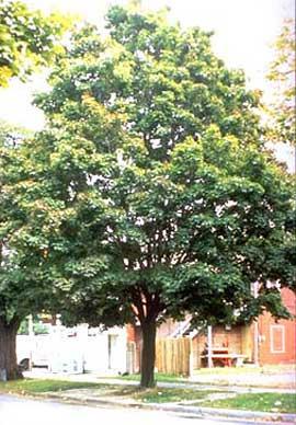 Maple (Cleveland) Acer platanoides 45-55 30-35 Dense shade and surface roots; drought and pollutant tolerant.
