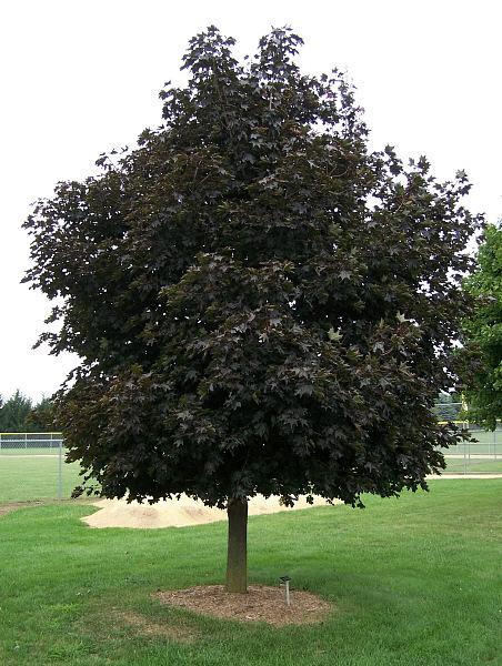 Norway Maple (Crimson King) Acer platenoides 35-45 25-35 Slow to moderate Symmetrical canopy;