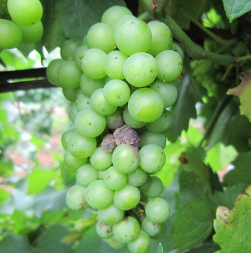 The following information only relates to in season management and does not cover other factors that affect botrytis risk such as site selection, variety and rootstock selection, row orientation,