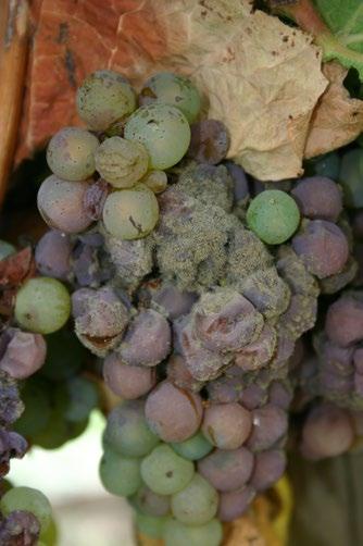 Wine Australia Factsheet Botrytis: questions & answers 2 in white grapes), but they may remain swollen as the rot spreads within them.