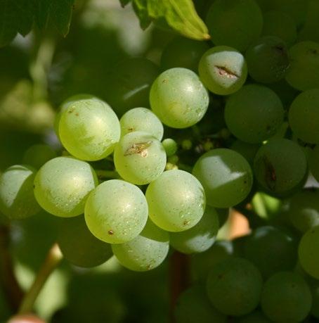Wine Australia Factsheet Botrytis: questions & answers 3 on dead and dying plant tissues (such as flower debris, stems and leaves) infect berries after berry softening.