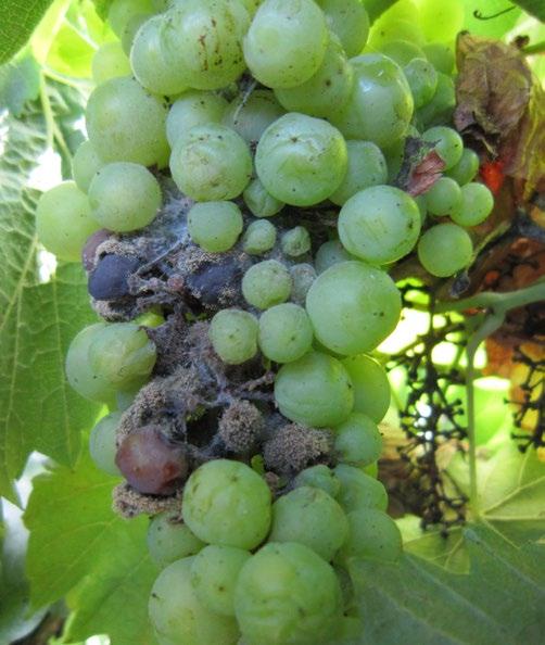 The botrytis fungus can colonise berries that have become rotten after infection by the downy mildew fungus and even low levels of berry infection by the powdery mildew fungus creates microscopic