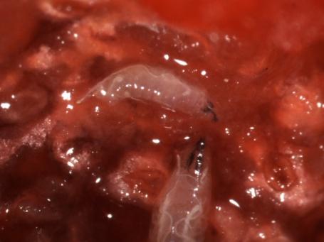 Fig. 2a. Spotted wing drosophila larvae in raspberry, b. Larvae in Pinot Noir grape, c.