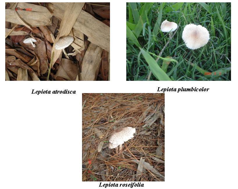 Fig. 1a c Field photographs of (a) Lepiota atrodisca, (b) L. pumbicolor and (c) L.