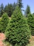 Black Hills Spruce is virtually immune to the most common spruce pests and is very tolerant of drying winter winds. These characteristics make it ideal as an ornamental, privacy screen, or windbreak.